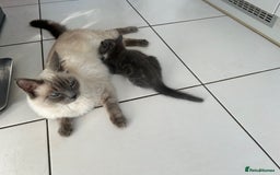 Ragdoll cats for sale: Boy Kitten, ragdoll cross - Image 3