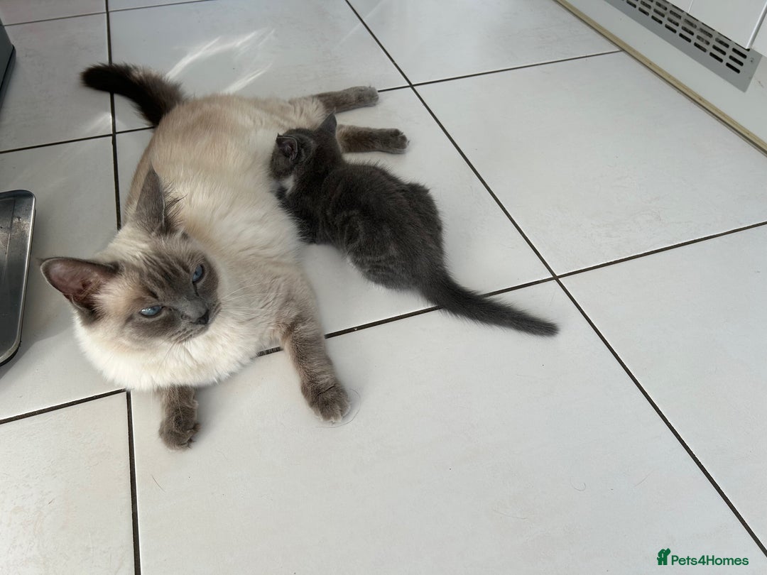 Ragdoll cats for sale: Boy Kitten, ragdoll cross - Image 3