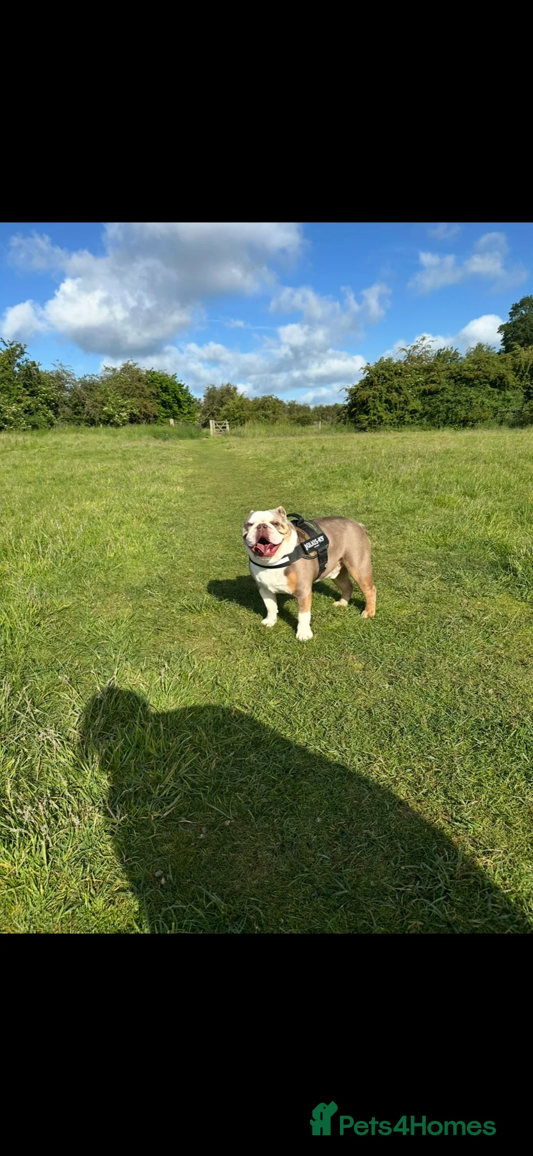 English Bulldog dogs for sale: Bertie Trio colour English bulldog  - Advert 17