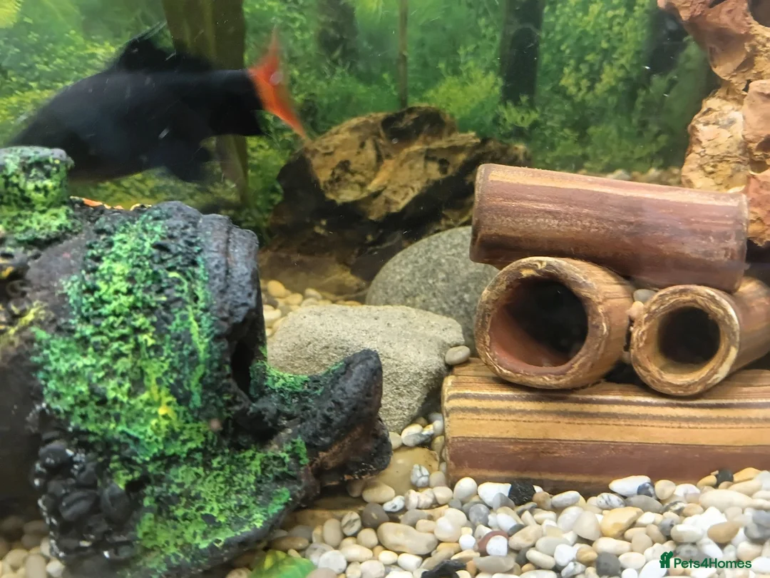 Sharks fish for sale: Red tailed shark need to go asap - Advert 2