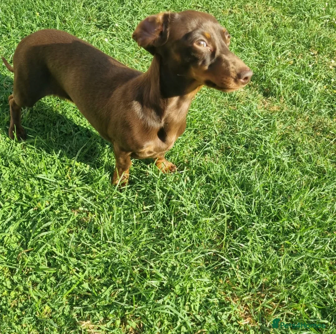 Dachshund dogs for sale: Miniature dachshund puppies 🐶long: smooth hair  - Advert 33