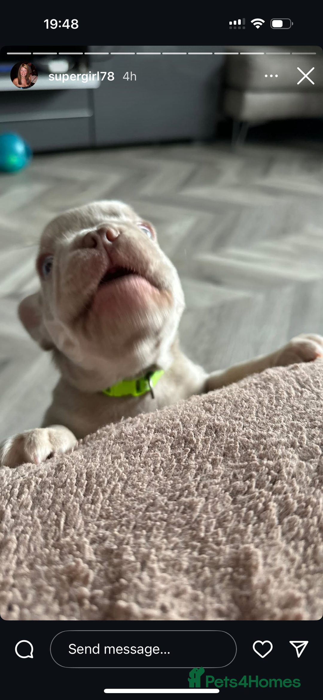 French Bulldog dogs for stud: Stunning Isabella & Tan boy fluffy L4 for Stud in Dundee - Image 23