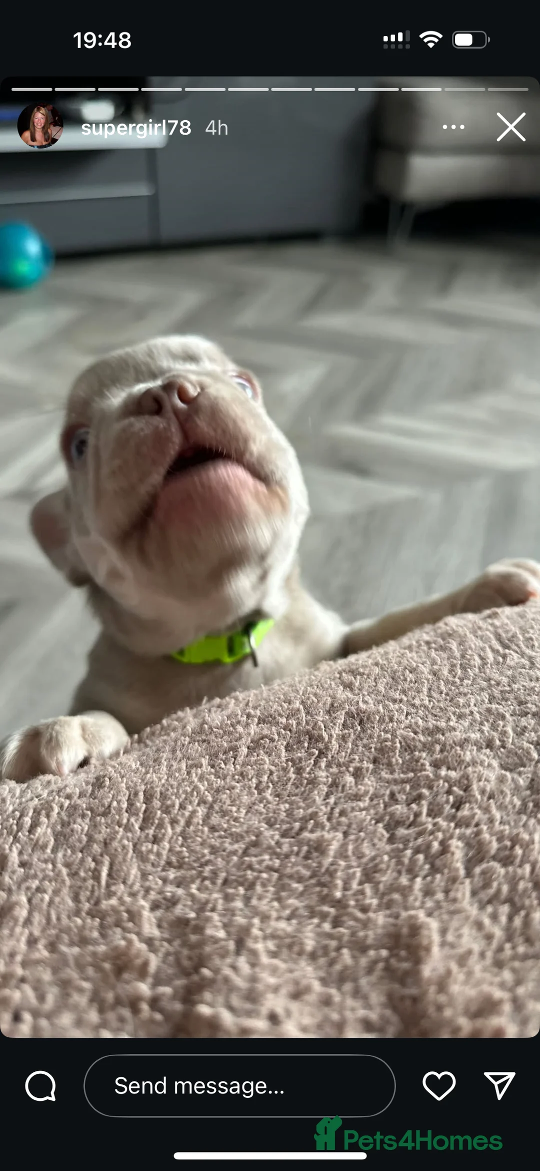 French Bulldog dogs for stud: Stunning French Bulldog For Stud in Dundee - Advert 22