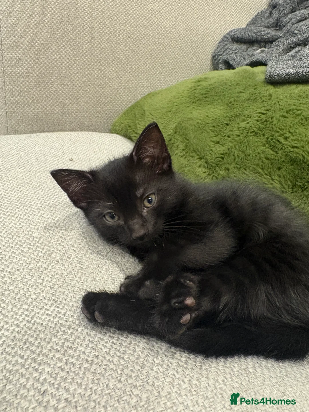American Shorthair cats for sale: Kittens for sale  in West Drayton - Advert 2