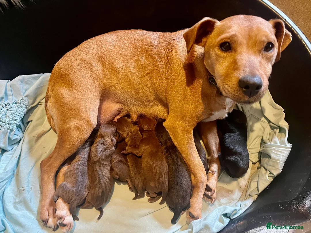 Patterdale Terrier dogs for sale: Beautiful chocolate docked Patterdale pups - Advert 1