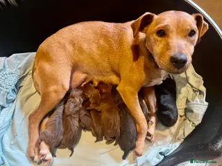 Patterdale Terrier dogs Beautiful chocolate docked Patterdale pups - Advert 8