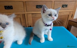 Ragamese cats for sale: 🐾💎Ragdoll X Siamese (Ragamese) Kittens💎🐾 - Image 23