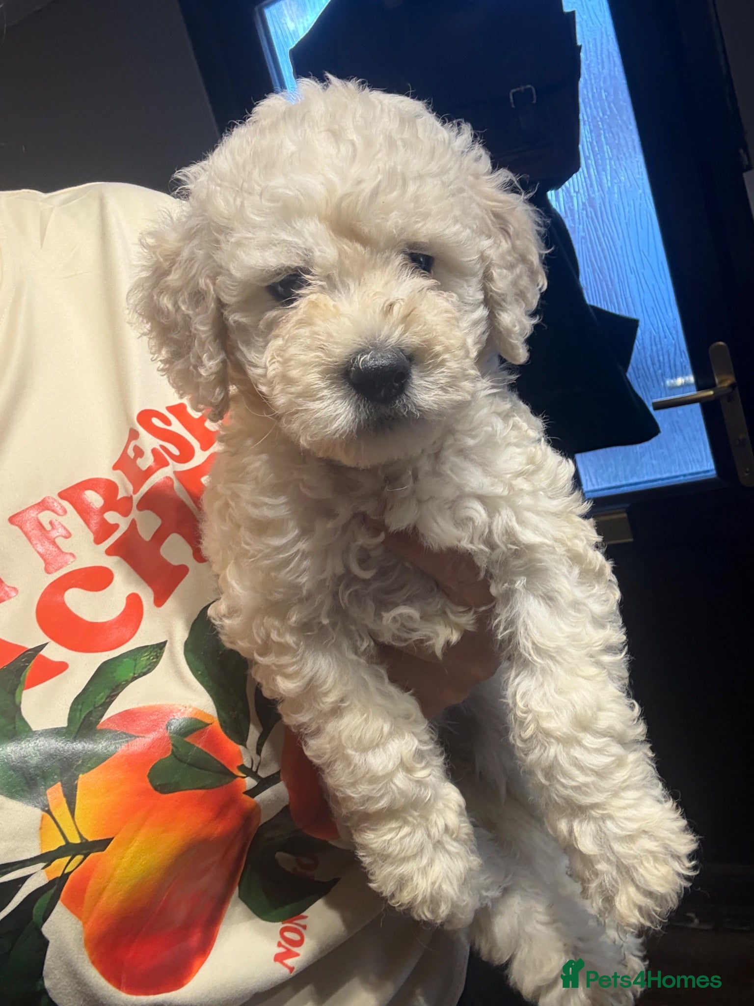 Goldendoodle dogs Goldendoodle puppies 1 girl available  - Advert 1