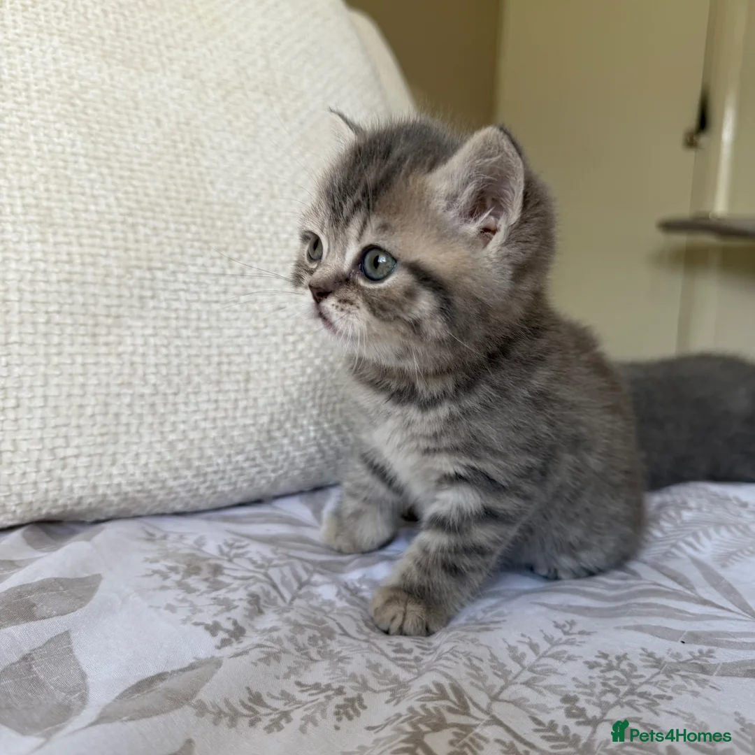 Scottish Fold cats for sale: Beautiful Scottish fold girls❤️  in Slough - Advert 1