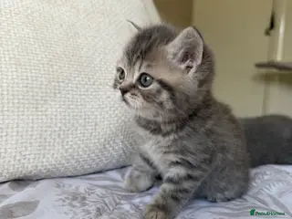 Scottish Fold cats Beautiful Scottish fold girls❤️ - Advert 3