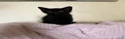 Domestic Shorthair cats for sale: Three kittens for sale  in Heywood - Advert 4