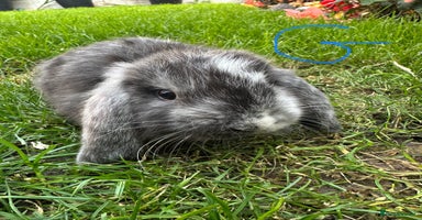 Mini Lop rabbits - Advert 1