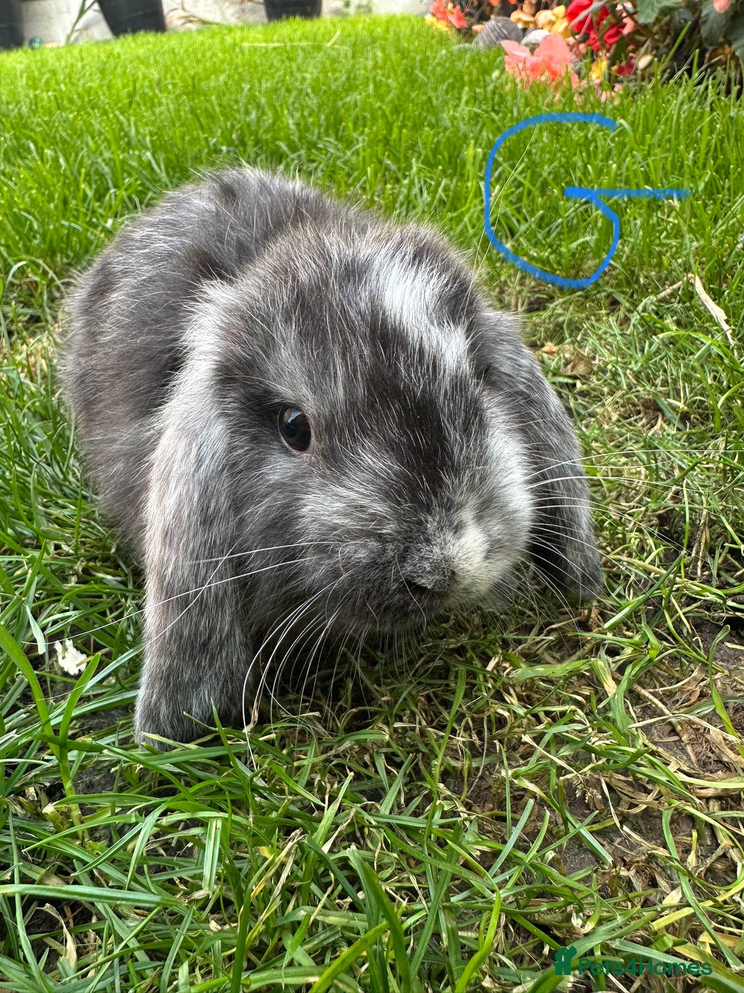 Mini Lop rabbits for sale: Mini Lop Rabbits  - Image 2