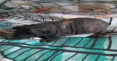 Guinea Pig rodents - Advert 16