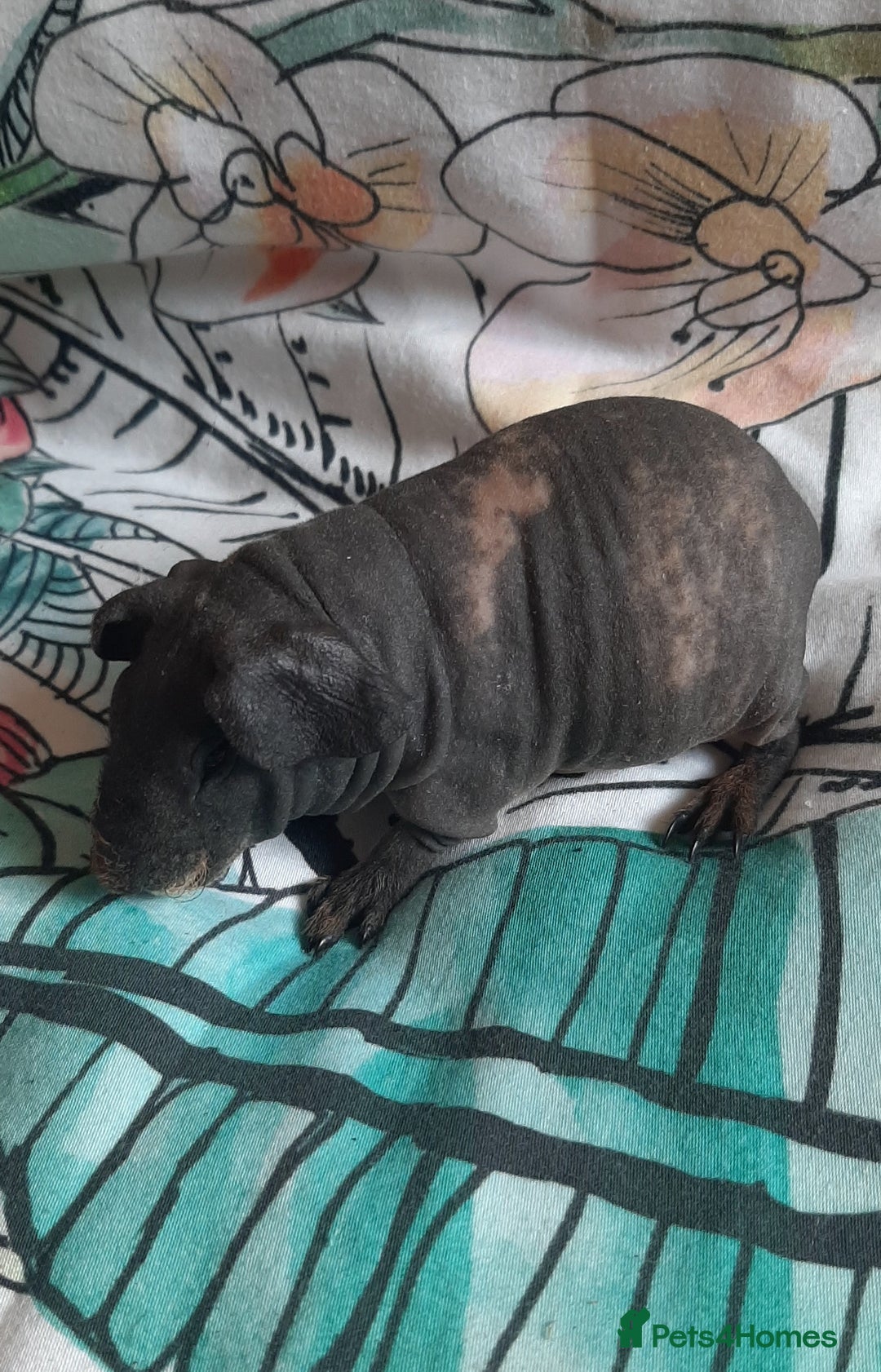 Guinea Pig rodents for sale: Skinny pigs. Various ages + prices. - Image 7