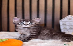 Ragdoll cats for sale: 🌙 Grey Ghost Kittens🎃 – Ragdoll × Tabby 🐾 - Image 18