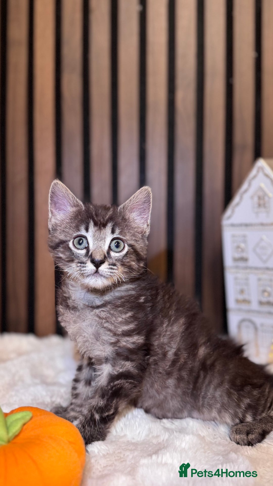 Ragdoll cats for sale: 🌙 Grey Ghost Kittens🎃 – Ragdoll × Tabby 🐾 - Image 18