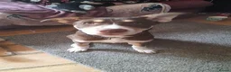 Mixed Breed dogs for sale: Ready Now Beautiful Babie - Advert 10