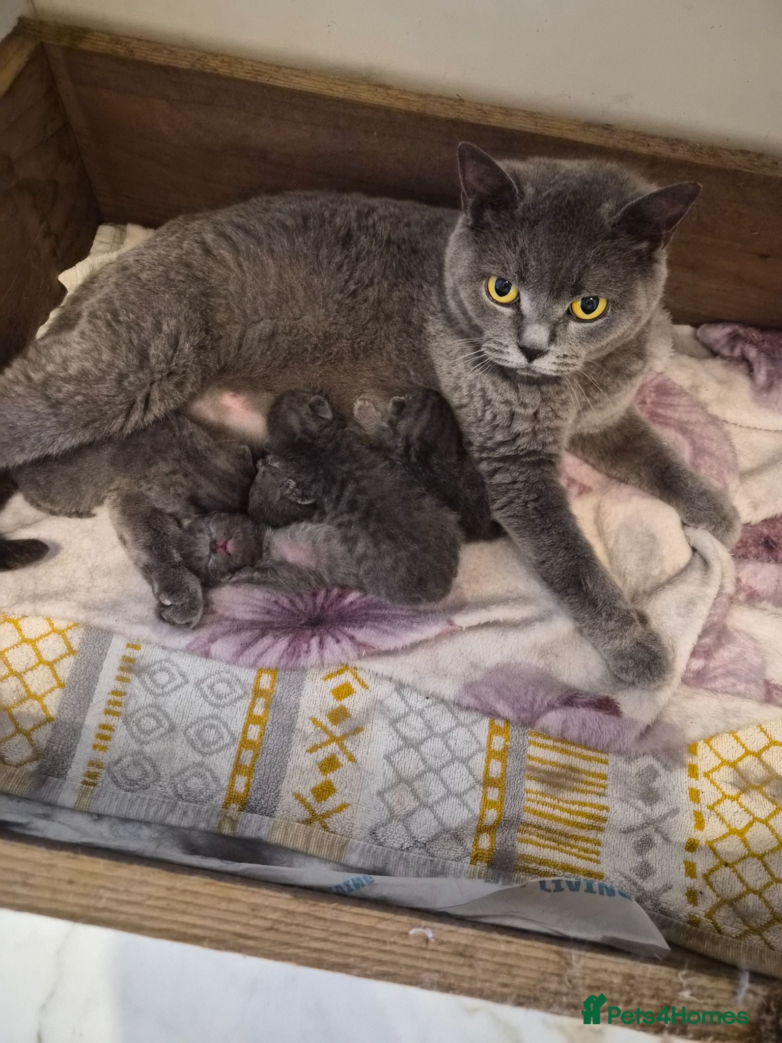 British Shorthair cats BSH kittens  - Advert 1