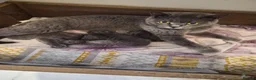 British Shorthair cats for sale: BSH kittens  - Advert 1