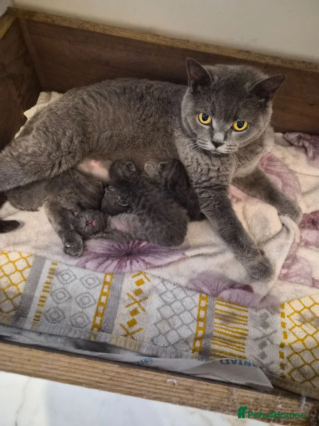 British Shorthair cats for sale: BSH kittens  - Advert 1