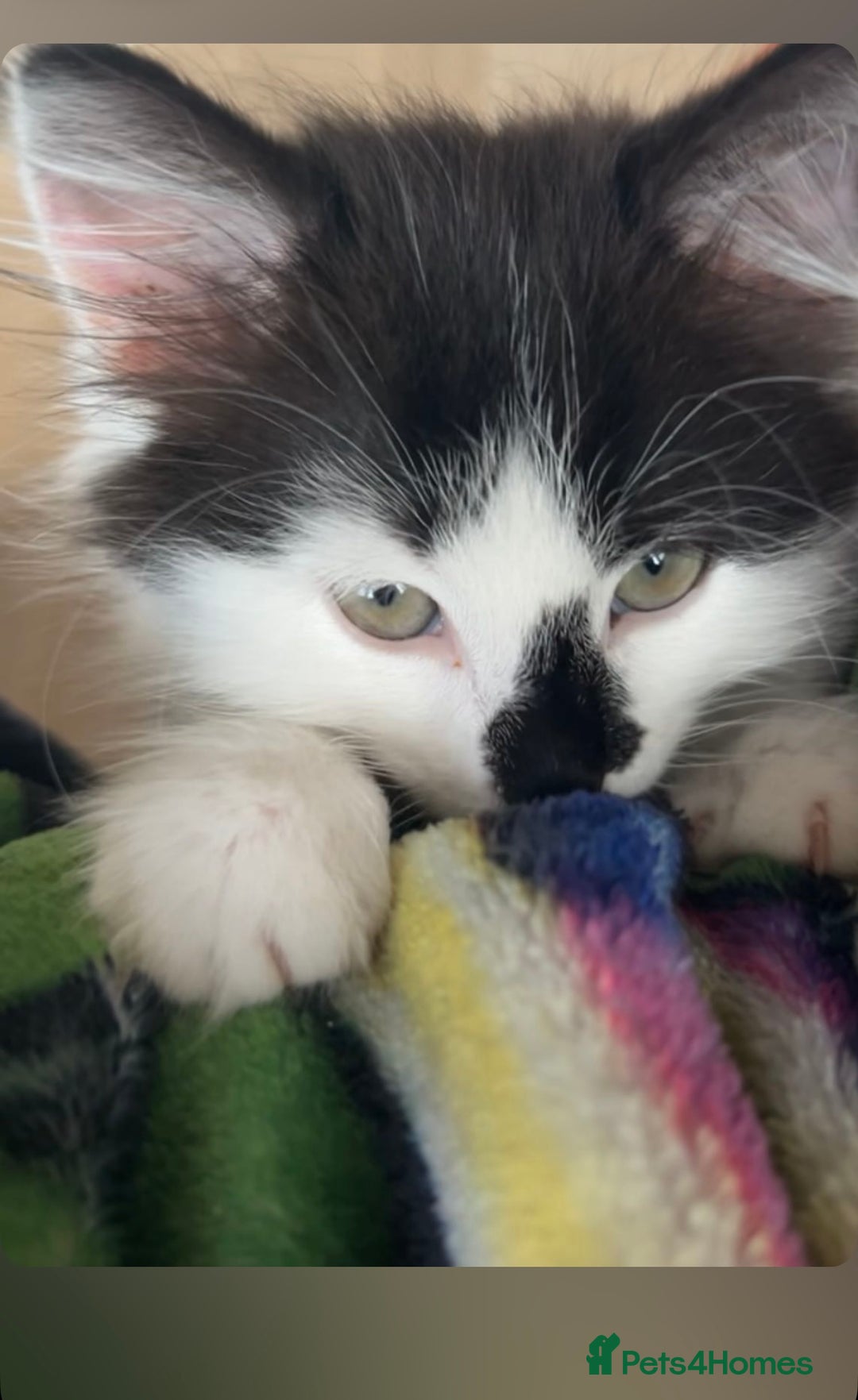 Domestic Shorthair cats for sale: Adorable male kitten - Image 2