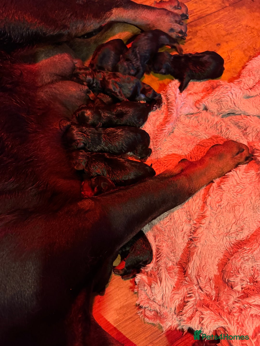 Rottweiler dogs for sale:  5-Generation Kennel Club Puppies Elite Bloodlines - Image 2