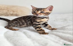 Bengal cats for sale: ✨ Bengal TICA Registered kittens Available ✨🐱 - Image 17