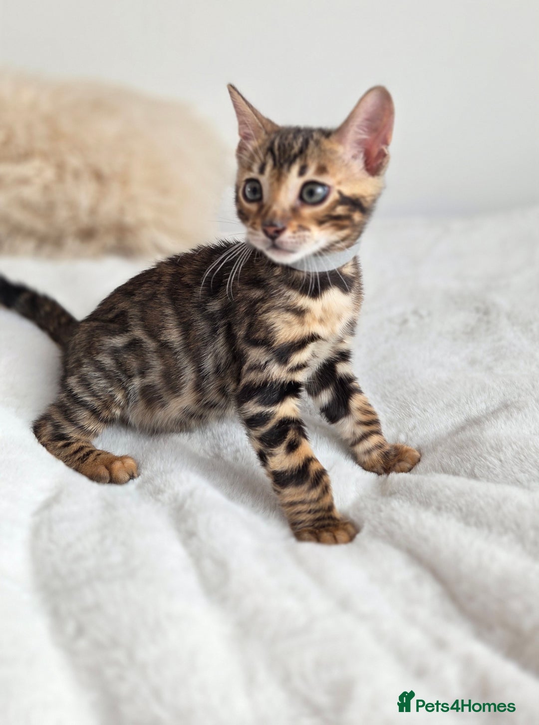 Bengal cats for sale: ✨ Bengal TICA Registered kittens Available ✨🐱 - Image 17
