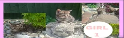 Mixed Breed cats for sale: Stunning kittens for sale! - Advert 6