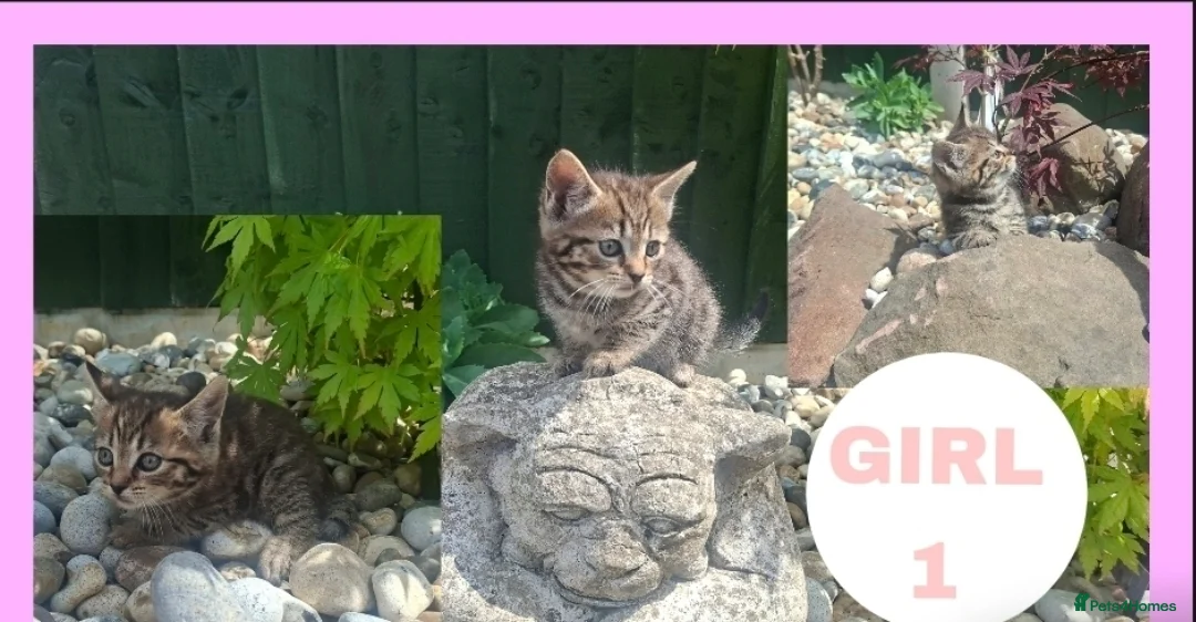 Mixed Breed cats for sale: Stunning kittens for sale! - Advert 6