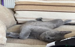 British Shorthair cats for sale: 💎 British Shorthair Cats for Sale 💎 - Image 7