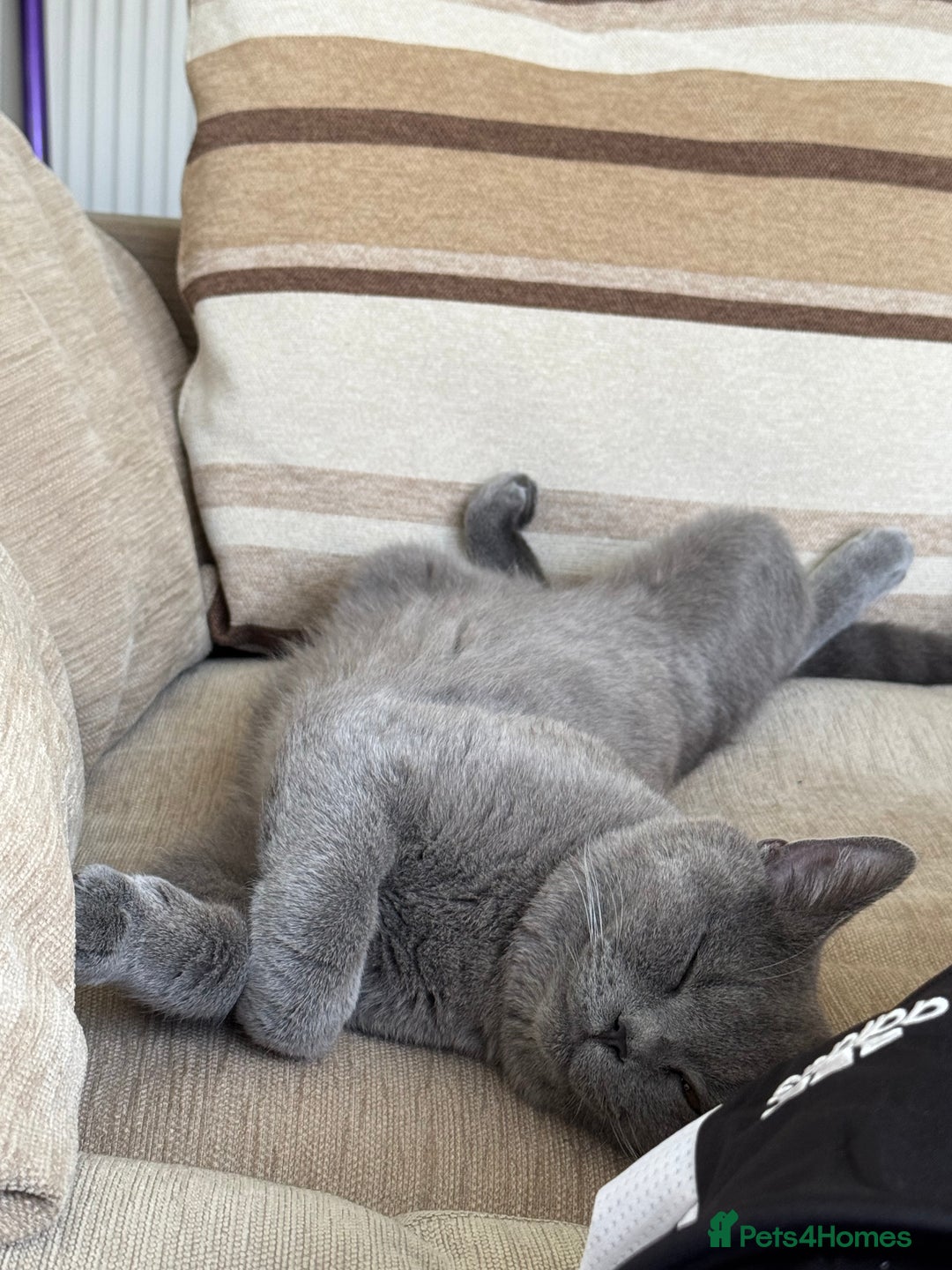 British Shorthair cats for sale: 💎 British Shorthair Cats for Sale 💎 - Image 7
