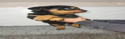 Rottweiler dogs for sale: Gorgeous rottweiler pups - Advert 15