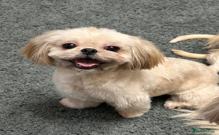 Shih Tzu dogs - Advert 1