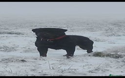 Rottweiler dogs for stud: Rottweiler For Stud - Image 2