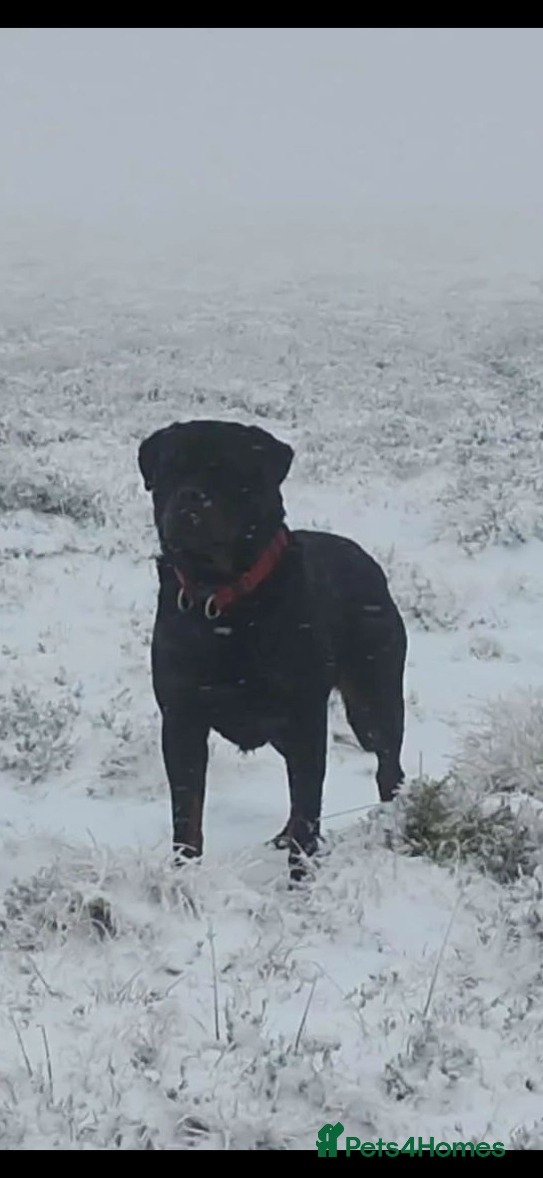 Rottweiler dogs for stud: Rottweiler For Stud - Image 2