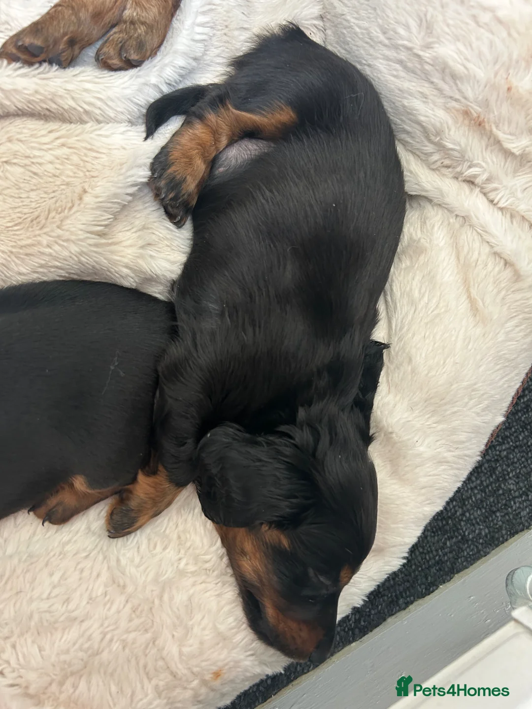 Dachshund dogs for sale: Miniature dachshunds  in Swansea - Advert 22