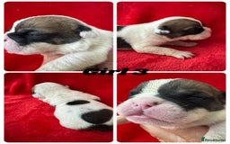 English Bulldog dogs for sale: KC Registered English Bulldog Puppies - Image 11