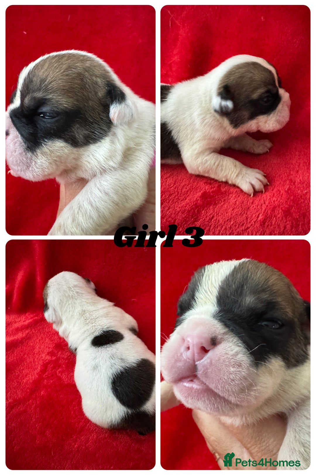 English Bulldog dogs for sale: KC Registered English Bulldog Puppies - Image 11