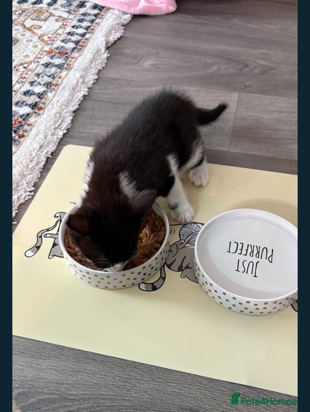 Mixed Breed cats for sale: Cute Black and white kitten-including ALL supplies in London - Advert 2