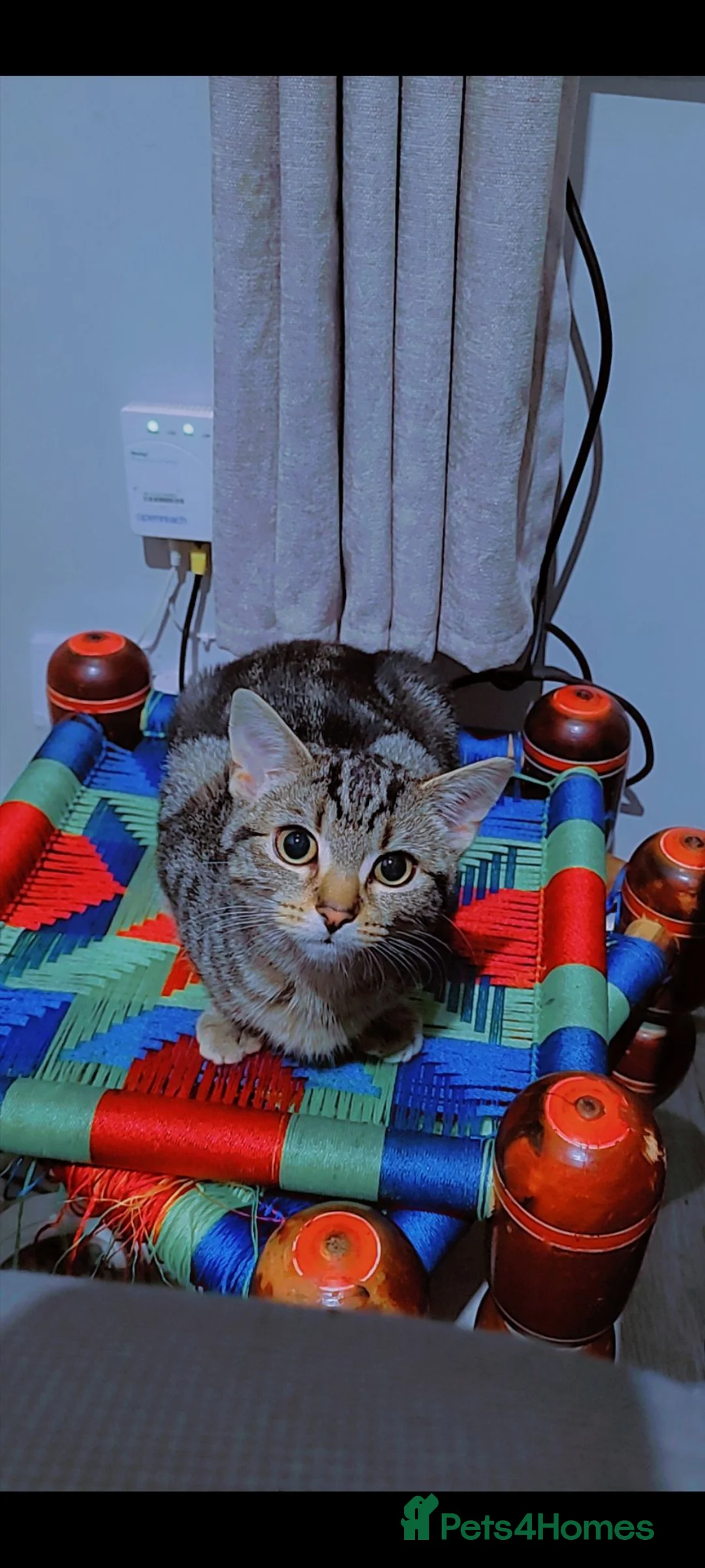 Mixed Breed cats for sale: Beautiful  Cat  in Manchester - Advert 4