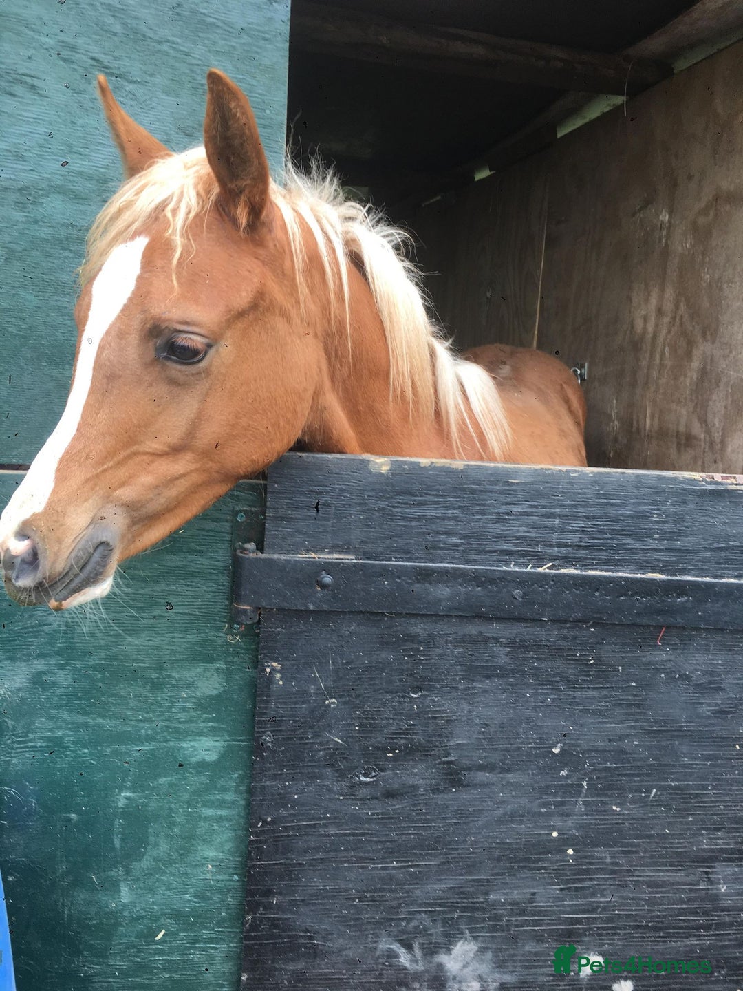 Arabian horse horses for sale: ARABIAN pb  - Image 6