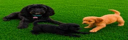 Cockapoo dogs for sale: 2 Cockapoo puppies for sale  in London - Advert 1