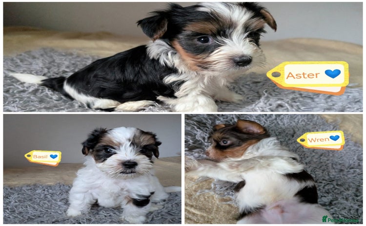 Yorkshire Terrier dogs - Advert 1