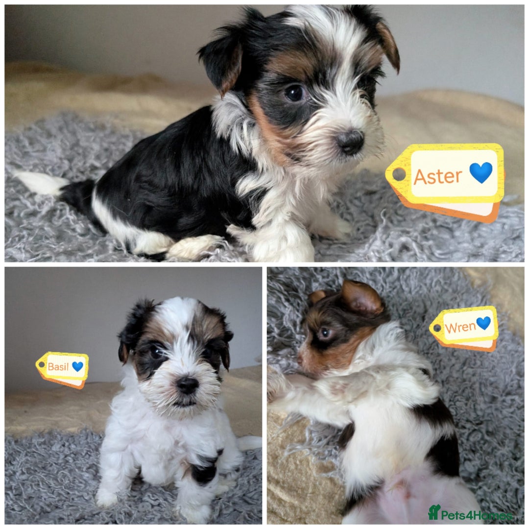 Yorkshire Terrier dogs for adoption: 💙🐶 YORKIE CROSS (BIEWER) PUPPIES 🐶💙 - Image 1