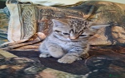 Mixed Breed cats for sale: Scottish straight cross kittens  - Image 1