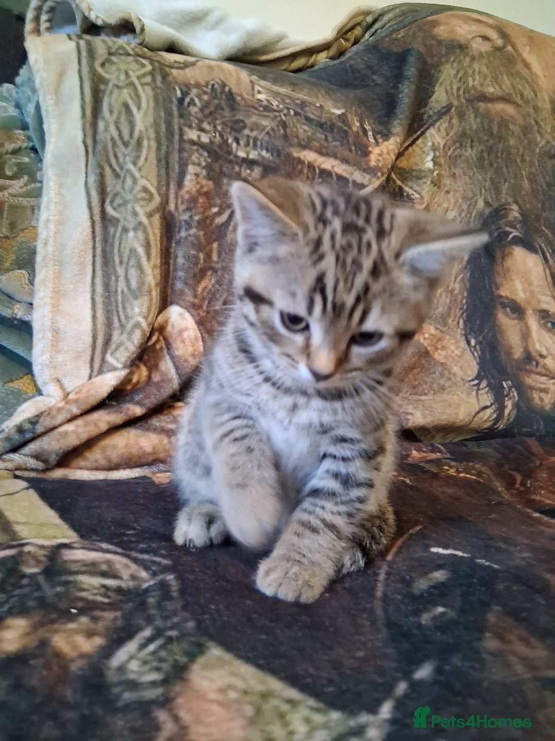 Mixed Breed cats for sale: Scottish straight cross kittens  - Image 1