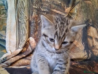 Mixed Breed cats - Advert 1