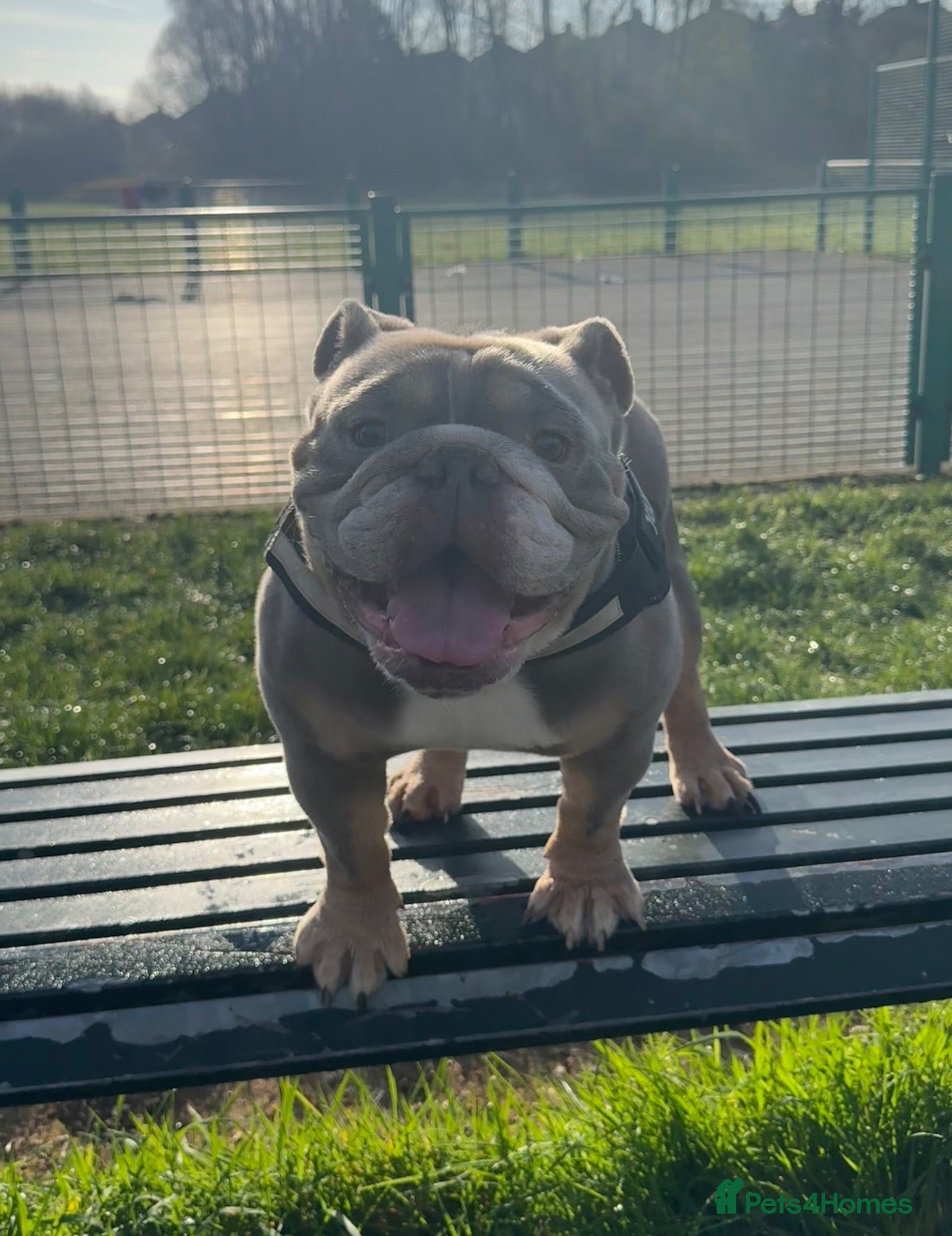 English Bulldog dogs STUD well proven Health Tested KC registered - Advert 8